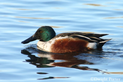 Northern Shoveler