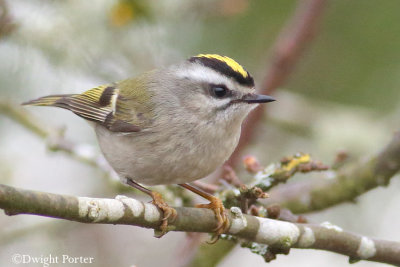 Golden-crowned Kinglet