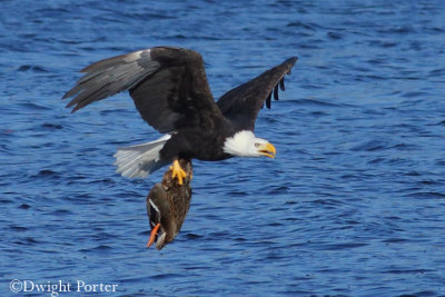 Bald Eagle