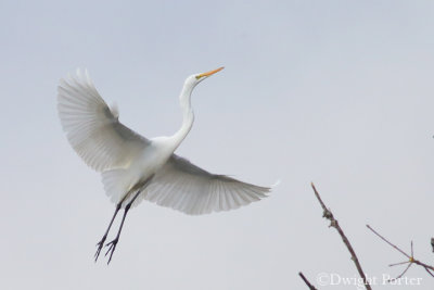 Great Egret