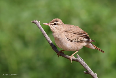 Rufous Bush Robin
