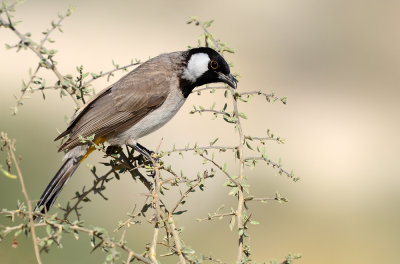 White-cheeked Bulbul