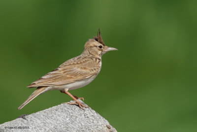 Crested Lark