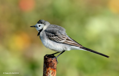 White Wagtail