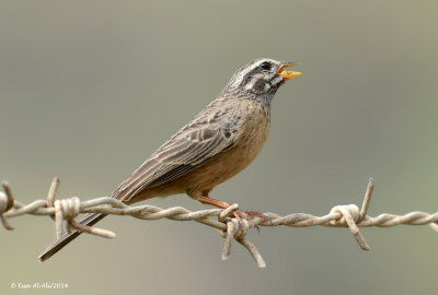 Cinnamon-breasted Bunting