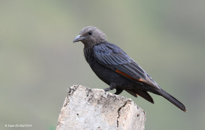 Tristram's Starling 