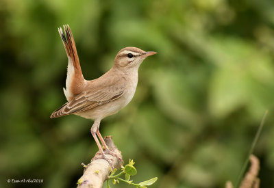 Rufous Bush Robin