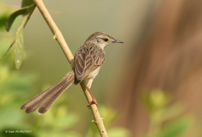 Graceful Prinia