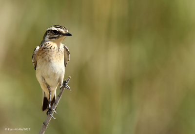 Whinchat