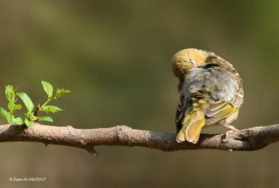 Ruppell's Weaver