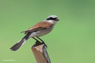 Red Back Shrike