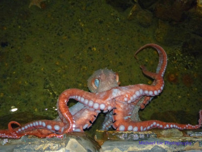 70 lb octopus in Seaside aquarium (don't touch - it can pull into the water someone twice its weight)