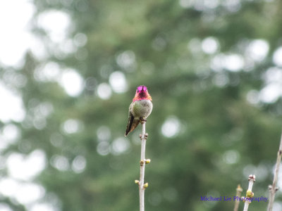Male Anna's hummingbird