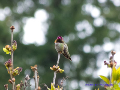 Male Anna's hummingbird
