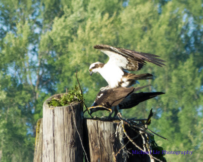 Ospreys trying to mate