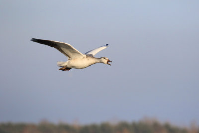 Oie des neiges / Snow Goose