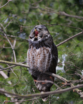 Chouette laponne / Great Gray Owl / Strix nebulosa