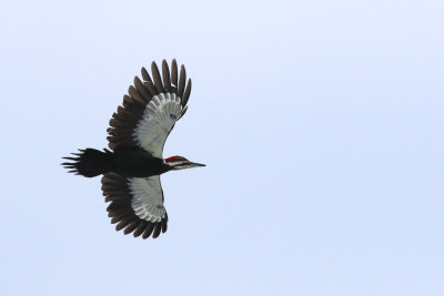 Grand-pic / Pileated Woodpecker