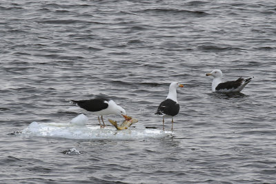 Goland marin / Great Black-Backed Gull