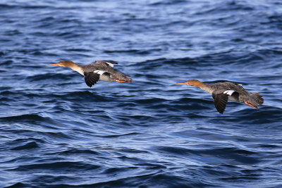 Grand harle / Common Merganser