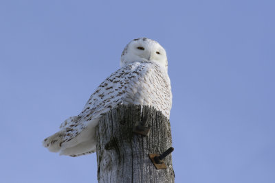 Harfang des neige / Snowy Owl / Bubo scandiacus
