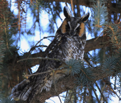 Hibou moyen-duc / Long-Eared Owl / Asio otus