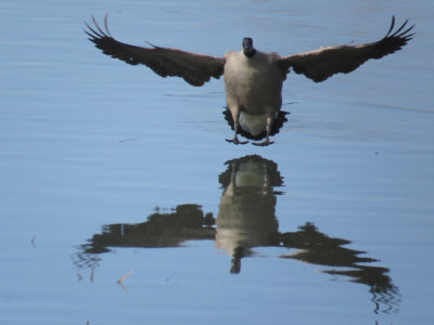 Bernache du canada / Canada Goose