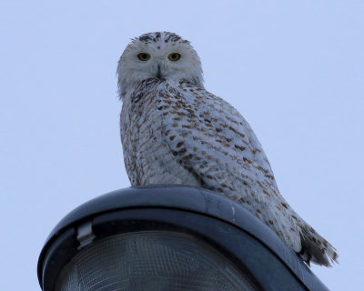 Harfang des neige / Snowy Owl / Bubo scandiacus