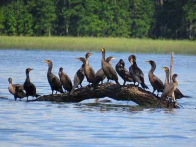 Cormoran  aigrette / Double-crested Cormorant