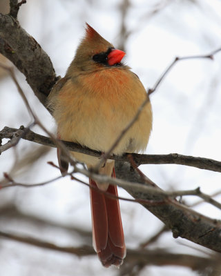Cardinal-Rouge / Northern Cardinal