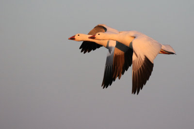 Oie des neiges / Snow Goose