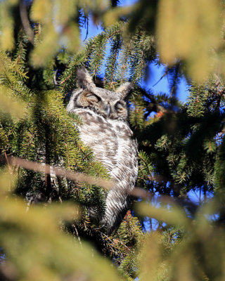 Grand-duc d'Amrique / Great Horned Owl / Bubo virginianus