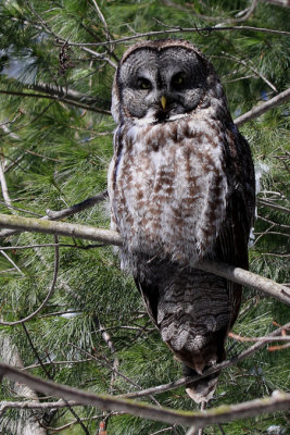 Chouette laponne / Great Gray Owl / Strix nebulosa