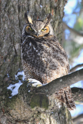 Grand-duc d'Amrique / Great Horned Owl / Bubo virginianus