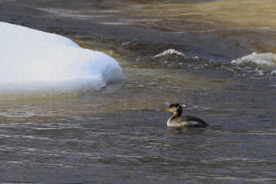 Grbe a jougris / Red-Necked Grebe