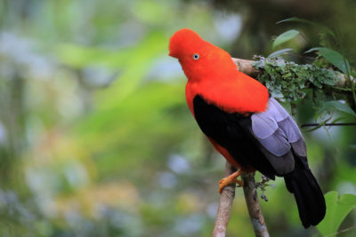 BIRDS OF PEROU  / OISEAUX DU PROU 