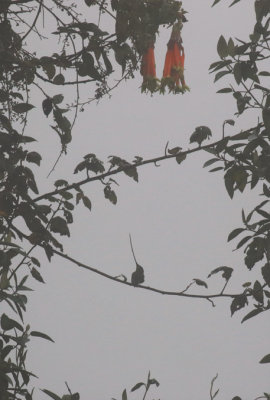 Sword-billed Hummingbird / Colibri porte-pe