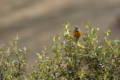 Peruvian Sierra Finch / Phrygile du Prou