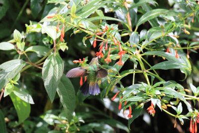 Speckled Hummingbird / Colibri mouchet