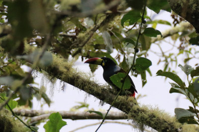 Grey-breasted Montain Touccan / Toucan bleue