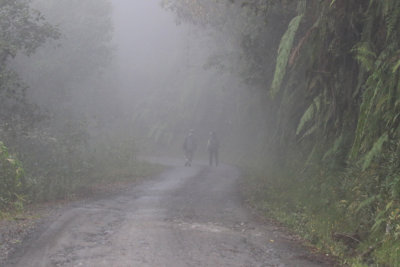 Cloud Forest Amazonia / Forest tropical amazonienne