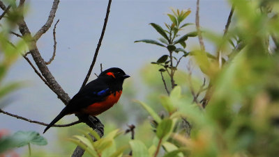 Scarlet-bellied Mountain-Tanager / Tangara  ventre rouge