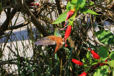 Amazilia Hummingbird / Ariane de Lesson
