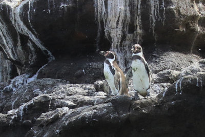 Humboldt Penguin / Manchot de Humboldt