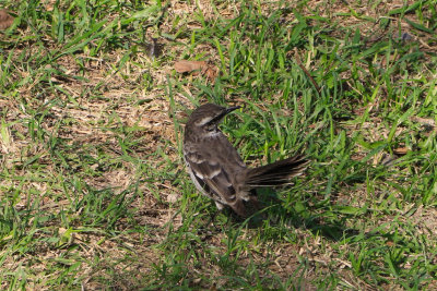 Long-tailed Mockingbird / Moqueur  longue queue