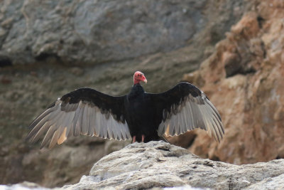 Turkey Vulture / Urubu  tete rouge