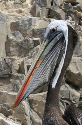 Peruvian Pelican / Plican thage