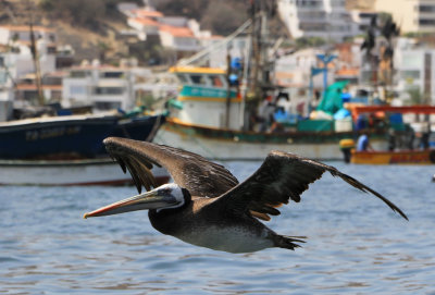 Peruvian Pelican / Plican thage