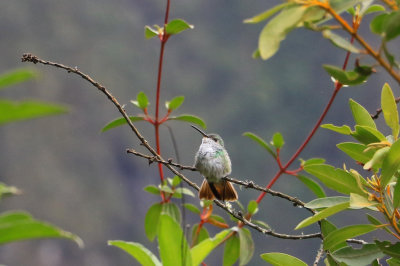 White-bellied Hummingbird / Ariane a ventre blanc