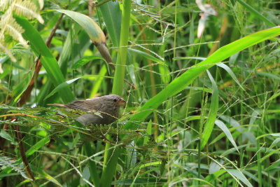 Yellow-bellied Seedeater / Sporophile  ventre jaune